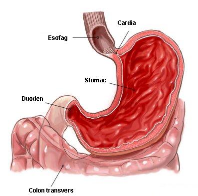 Cancer gastric | Simptome si diagnostic | Dictionarul SANADOR