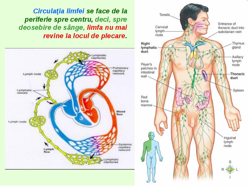 Anatomia sistemului limfatic